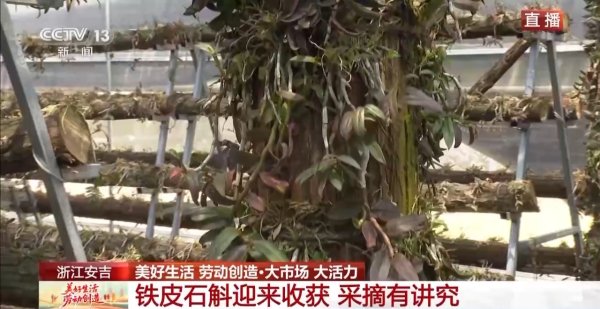 垒富配资 大市场&#32;大活力丨为何要在树上种铁皮石斛？这里石斛“上树”林下“生金”